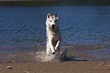 SIBERIAN HUSKY 580